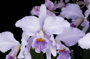 Cattleya Clarion Bluebird HCC/AOS 78 pts.